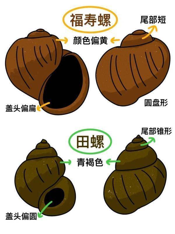 一盘爆炒田螺下肚，吃进去的到底是肉还是寄生虫？田螺还能放心嗦吗？