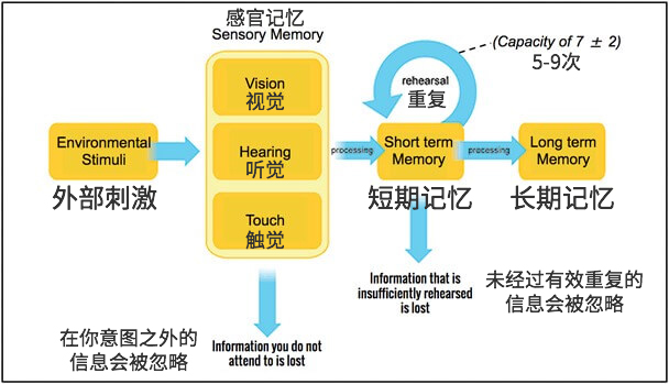 【从0开始的认知科学启蒙】记忆是如何工作的？从短期记忆到长时记忆的全过程