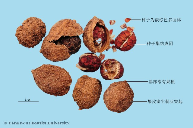 【本草香料】砂仁：行气安胎的芳香之品