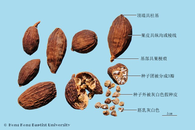 【本草香料】草果：化湿除秽的辛香药材